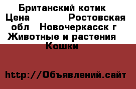 Британский котик › Цена ­ 3 500 - Ростовская обл., Новочеркасск г. Животные и растения » Кошки   